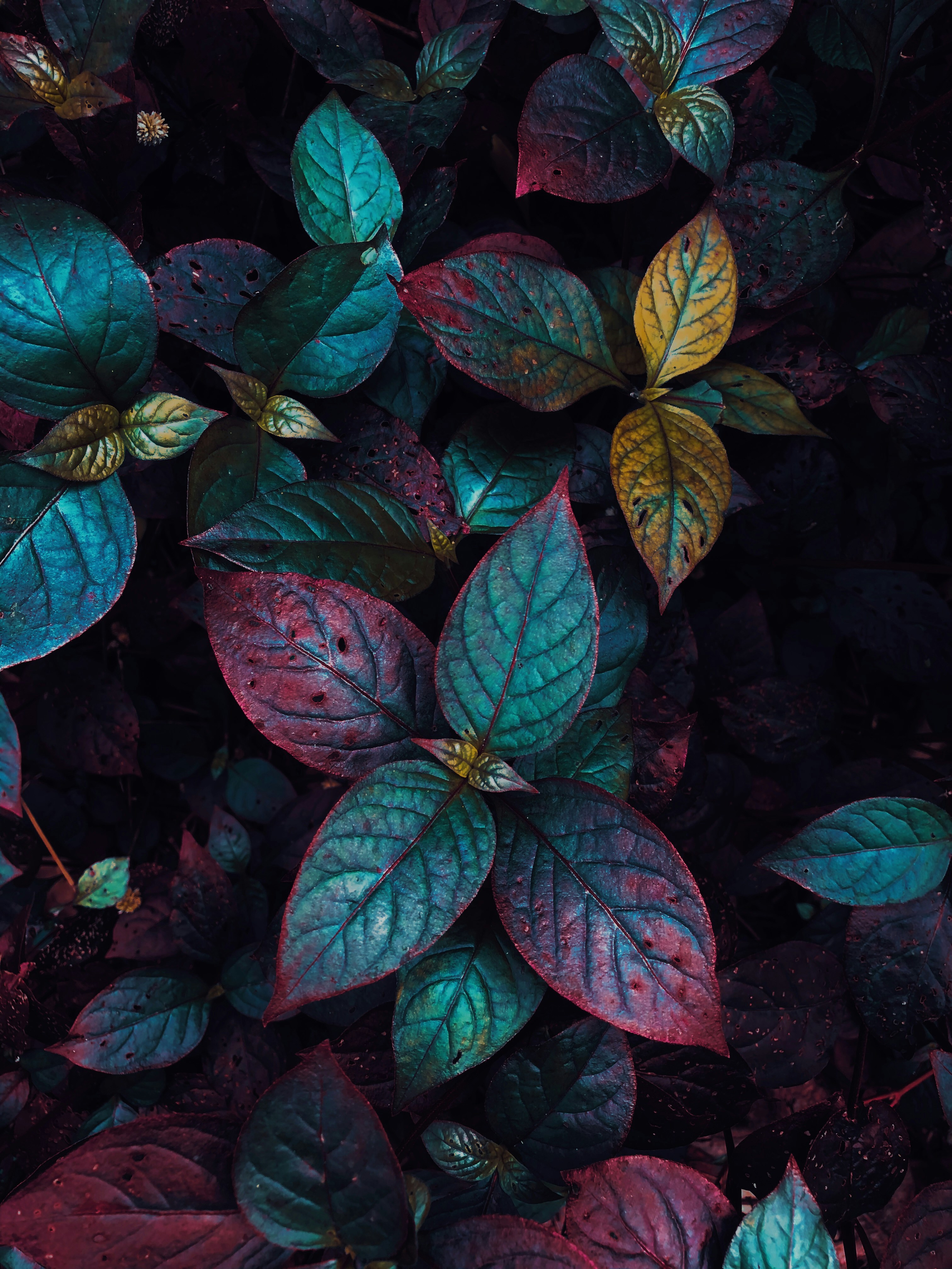 Decorative plant image